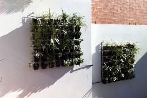 Vertical garden in Sydney