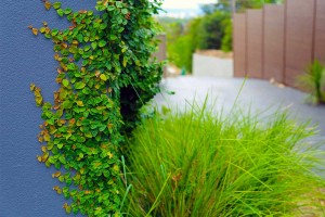 Wall detail of residential planting